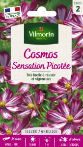 Cosmos Picotée